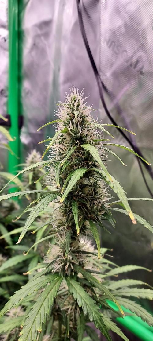 GORILLA ZKITTLEZ AUTO. Week 9 - DAY 70 FROM GERMINATED SEED