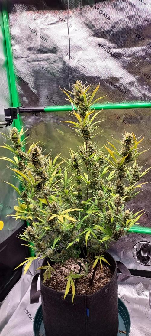 GORILLA COOKIES AUTO. Week 10 - DAY 77 FROM GERMINATED SEED