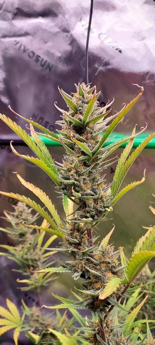 GORILLA COOKIES AUTO. Week 10 - DAY 77 FROM GERMINATED SEED