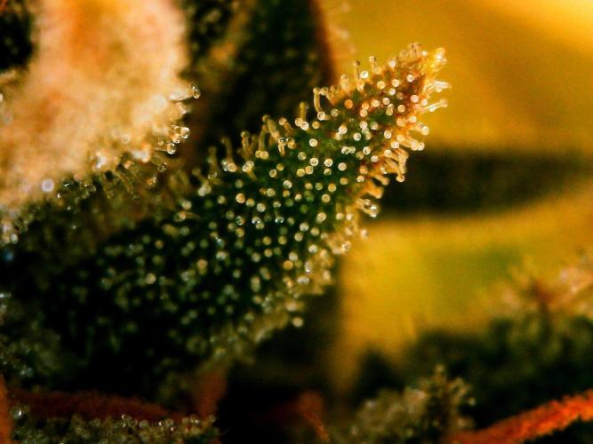 GORILLA COOKIES AUTO. Week 10 - DAY 77 FROM GERMINATED SEED