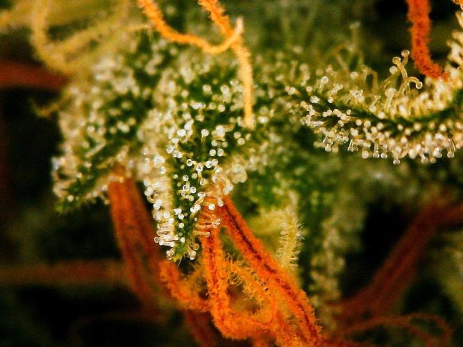 GORILLA COOKIES AUTO. Week 10 - DAY 77 FROM GERMINATED SEED