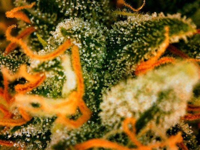 GORILLA COOKIES AUTO. Week 10 - DAY 77 FROM GERMINATED SEED