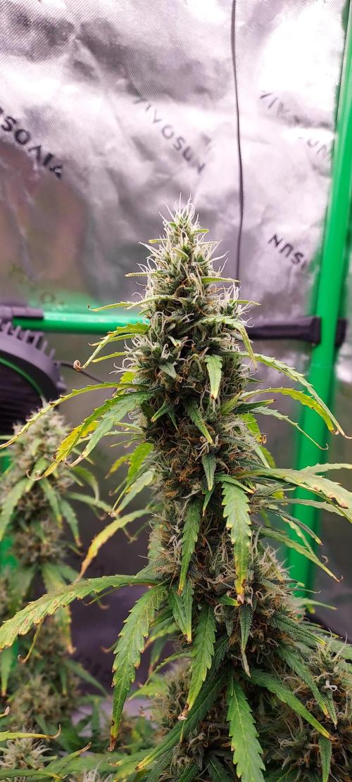 GORILLA ZKITTLEZ AUTO. Week 10