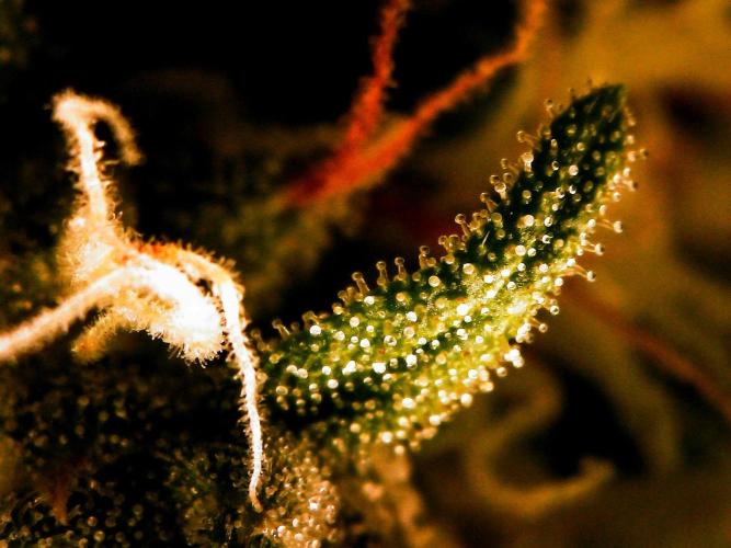 GORILLA ZKITTLEZ AUTO. Week 10