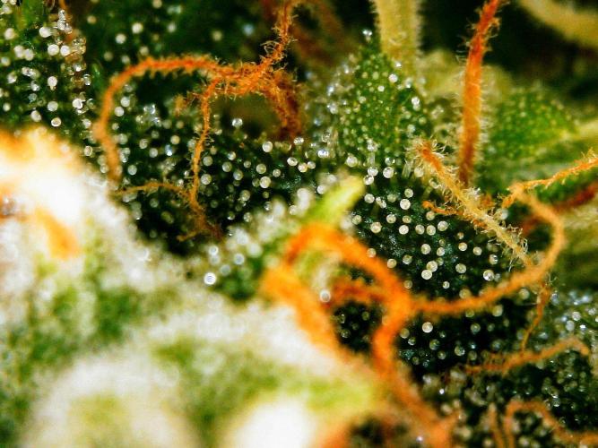 GORILLA ZKITTLEZ AUTO. Week 10