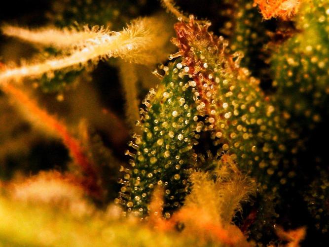 GORILLA ZKITTLEZ AUTO. Week 10