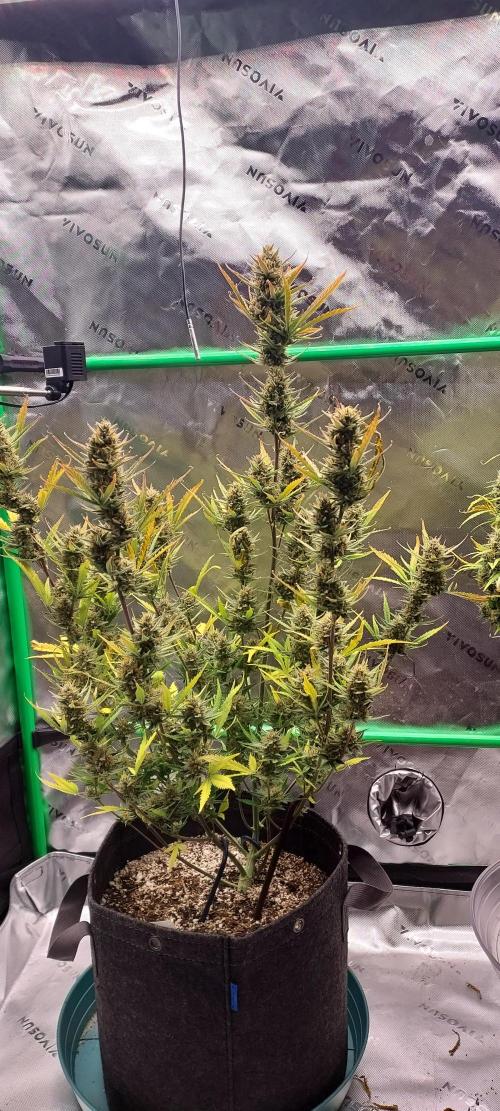 GORILLA COOKIES AUTO. Week 11