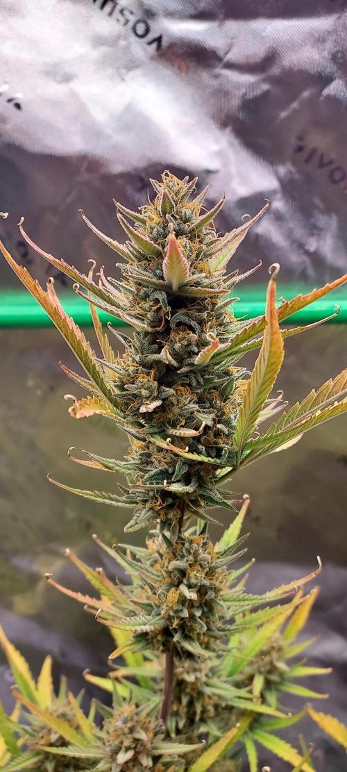 GORILLA COOKIES AUTO. Week 11