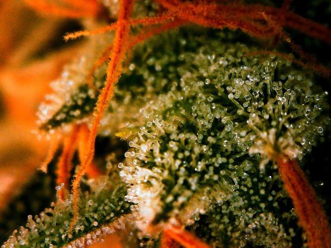 GORILLA COOKIES AUTO. Week 11