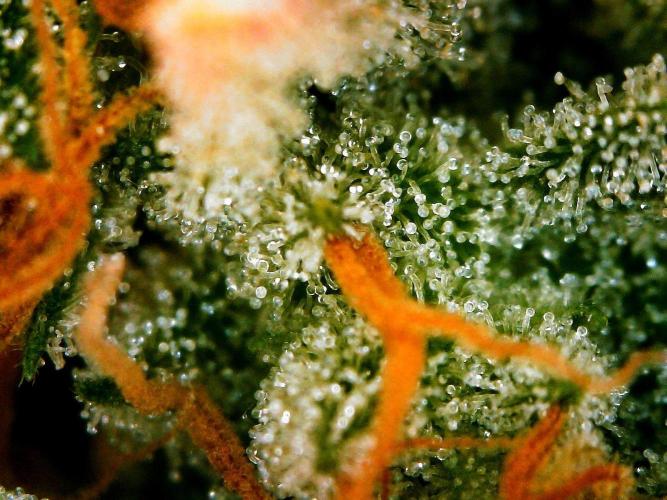 GORILLA COOKIES AUTO. Week 11