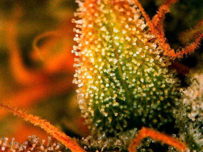 GORILLA COOKIES AUTO. Week 11