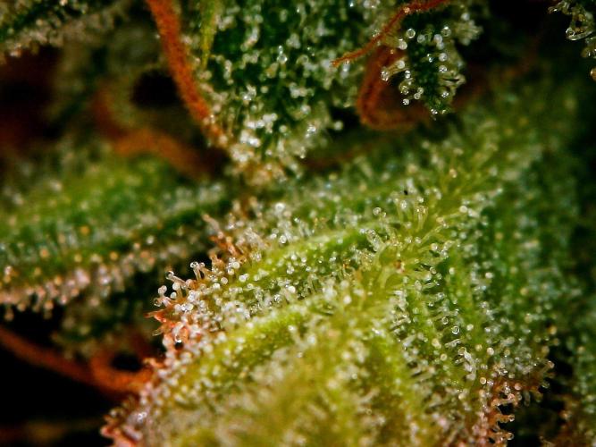 GORILLA COOKIES AUTO. Week 11