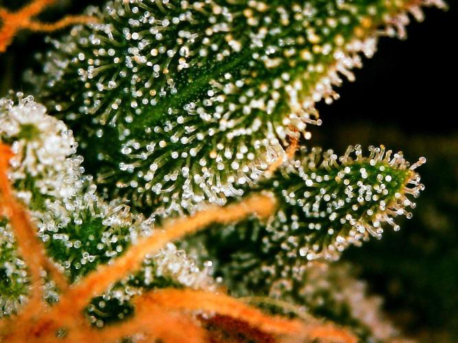 GORILLA COOKIES AUTO. Week 11