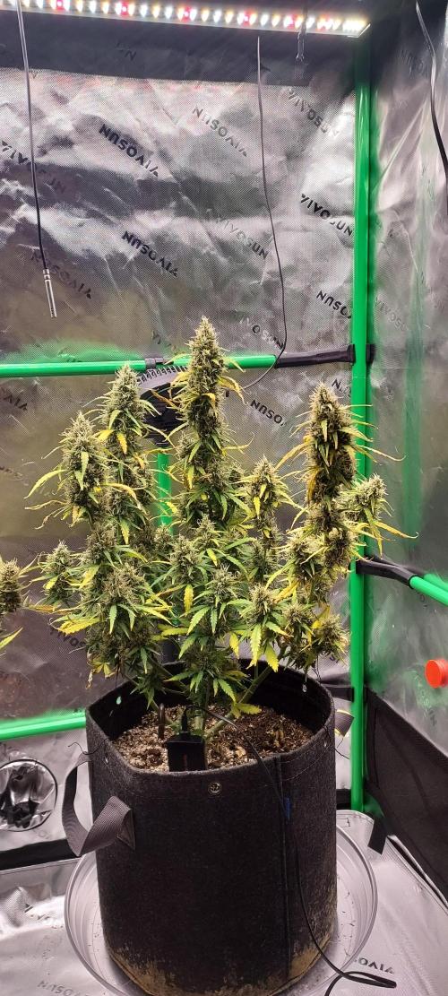 GORILLA ZKITTLEZ AUTO. Week 11