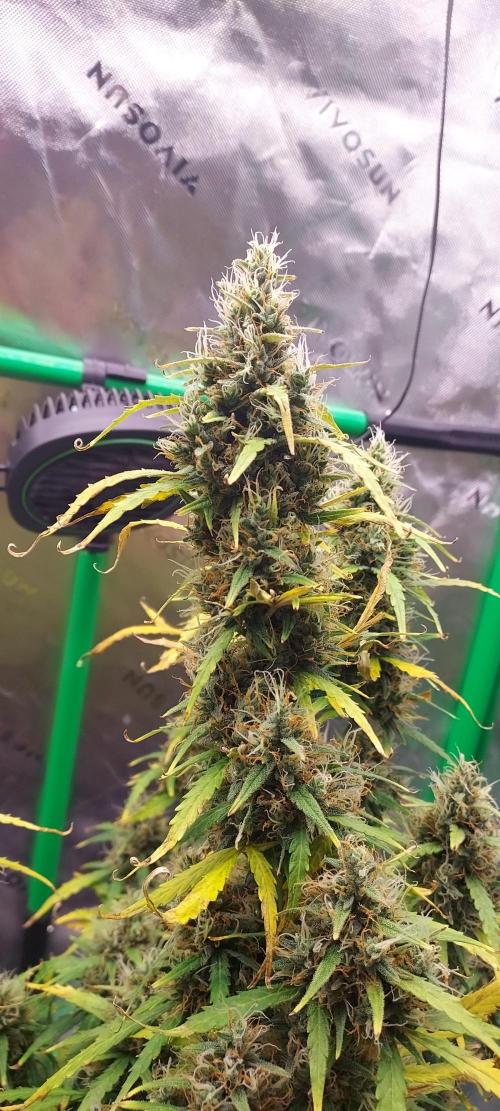 GORILLA ZKITTLEZ AUTO. Week 11