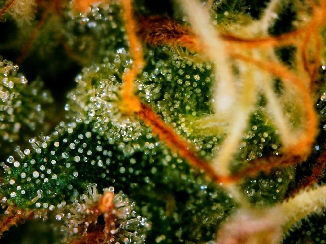 GORILLA ZKITTLEZ AUTO. Week 11