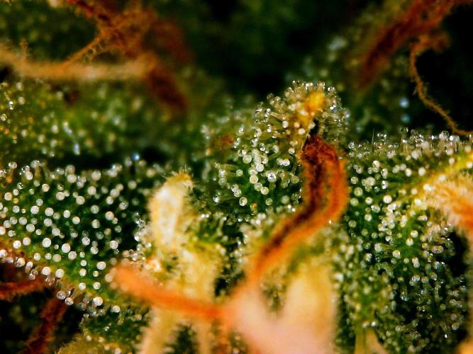 GORILLA ZKITTLEZ AUTO. Week 11