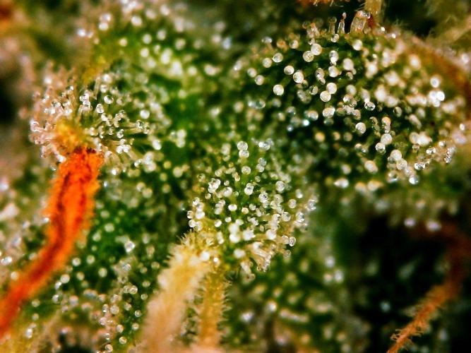 GORILLA ZKITTLEZ AUTO. Week 11