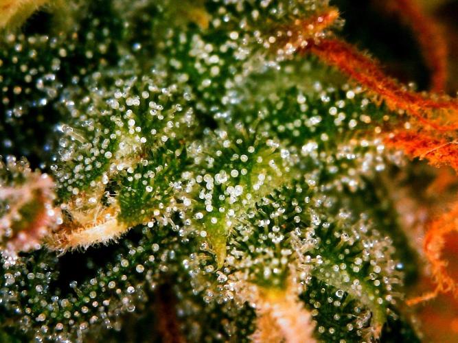 GORILLA ZKITTLEZ AUTO. Week 11