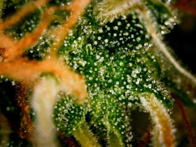 GORILLA ZKITTLEZ AUTO. Week 11