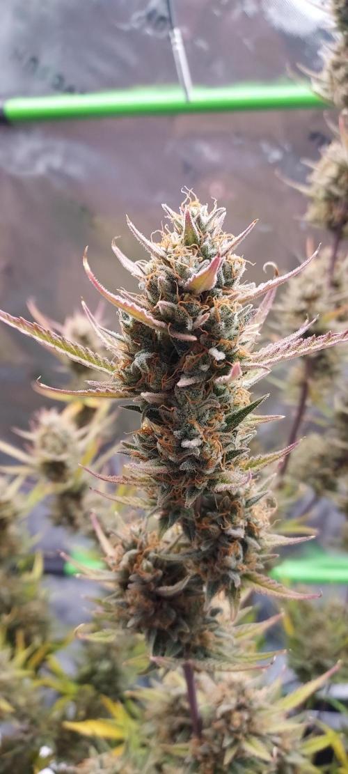 Organic Gorilla Cookies Auto. Week 12 - DAY 91 FROM GERMINATED SEED