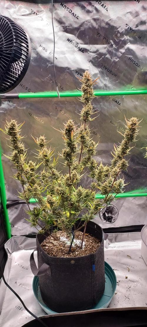 Organic Gorilla Cookies Auto. Week 12 - DAY 91 FROM GERMINATED SEED