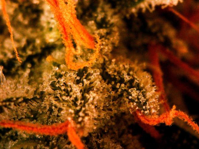 Organic Gorilla Cookies Auto. Week 12 - DAY 91 FROM GERMINATED SEED