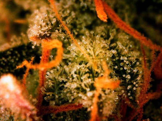 Organic Gorilla Cookies Auto. Week 12 - DAY 91 FROM GERMINATED SEED