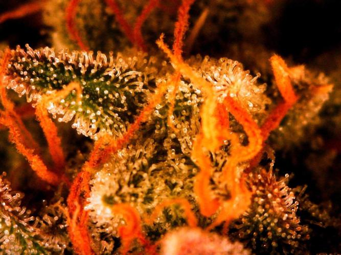 Organic Gorilla Cookies Auto. Week 12 - DAY 91 FROM GERMINATED SEED