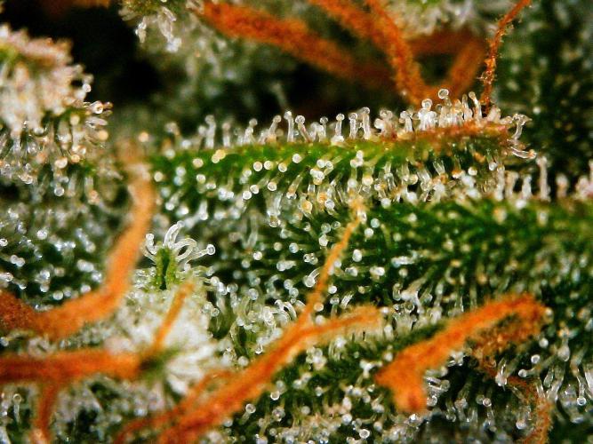 Organic Gorilla Cookies Auto. Week 12 - DAY 91 FROM GERMINATED SEED