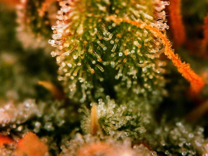 Organic Gorilla Cookies Auto. Week 12 - DAY 91 FROM GERMINATED SEED