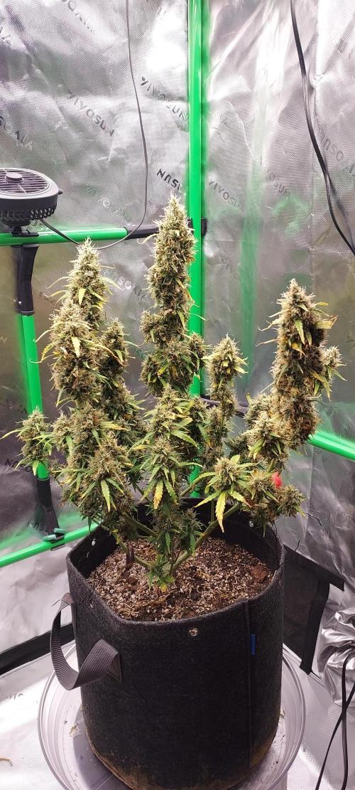 Organic Gorilla Zkittlez Auto. Week 12 - DAY 91 FROM GERMINATED SEED