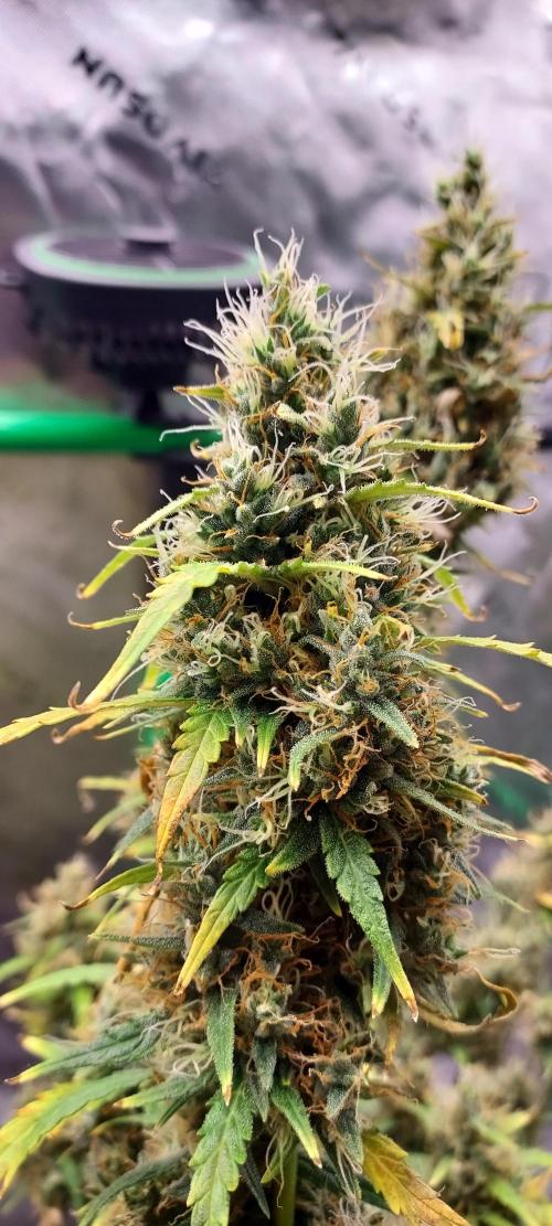 Organic Gorilla Zkittlez Auto. Week 12 - DAY 91 FROM GERMINATED SEED
