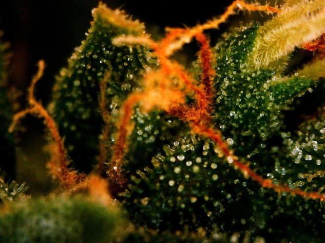 Organic Gorilla Zkittlez Auto. Week 12 - DAY 91 FROM GERMINATED SEED