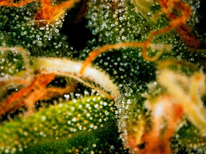 Organic Gorilla Zkittlez Auto. Week 12 - DAY 91 FROM GERMINATED SEED
