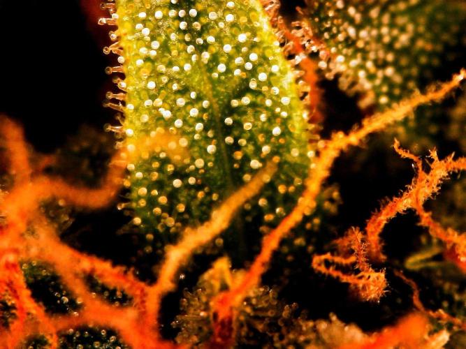 Organic Gorilla Zkittlez Auto. Week 12 - DAY 91 FROM GERMINATED SEED