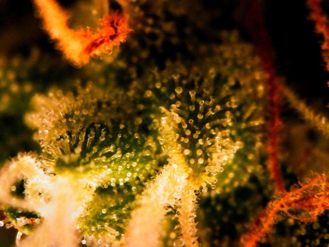 Organic Gorilla Zkittlez Auto. Week 12 - DAY 91 FROM GERMINATED SEED