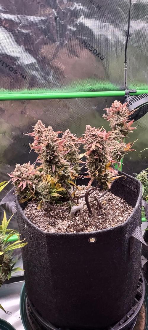 Organic Apple Strudel Auto. Week 13 - DAY 97 FROM GERMINATED SEED