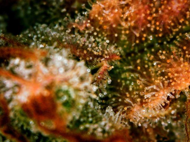 Organic Apple Strudel Auto. Week 13 - DAY 97 FROM GERMINATED SEED