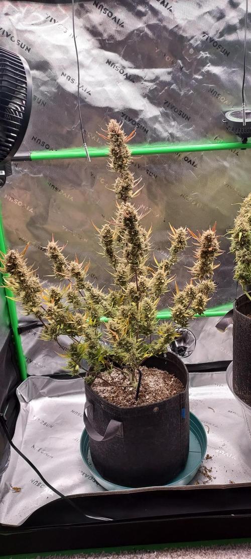 Organic Gorilla Cookies Auto. Week 13 - DAY 98 FROM GERMINATED SEED
