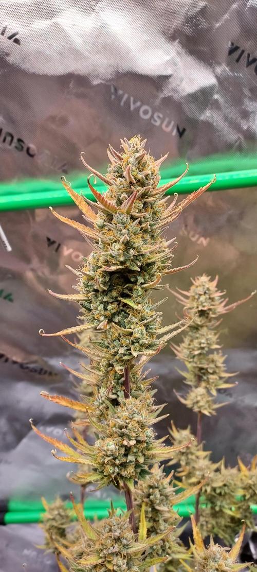 Organic Gorilla Cookies Auto. Week 13 - DAY 98 FROM GERMINATED SEED
