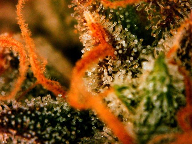 Organic Gorilla Cookies Auto. Week 13 - DAY 98 FROM GERMINATED SEED
