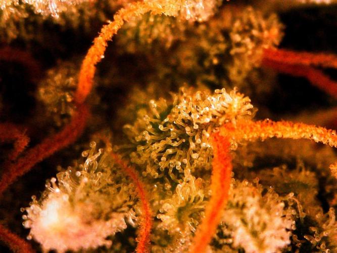 Organic Gorilla Cookies Auto. Week 13 - DAY 98 FROM GERMINATED SEED

