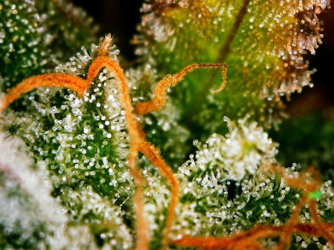Organic Gorilla Cookies Auto. Week 13 - DAY 98 FROM GERMINATED SEED
