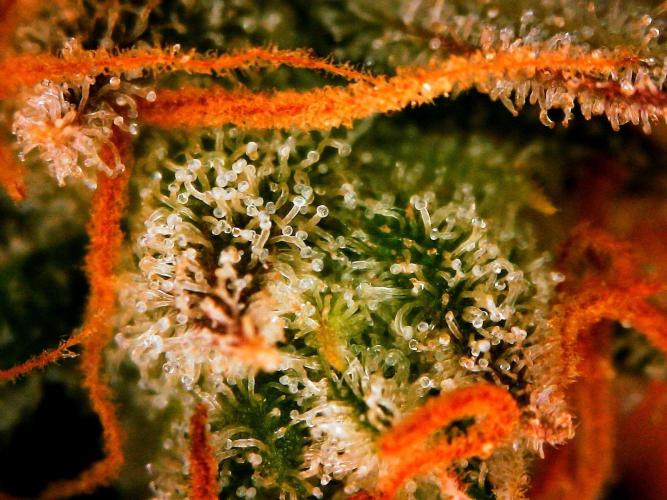 Organic Gorilla Cookies Auto. Week 13 - DAY 98 FROM GERMINATED SEED

