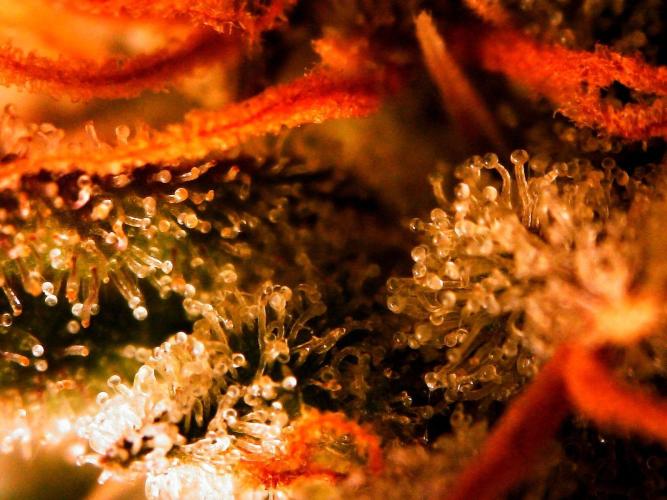 Organic Gorilla Cookies Auto. Week 13 - DAY 98 FROM GERMINATED SEED
