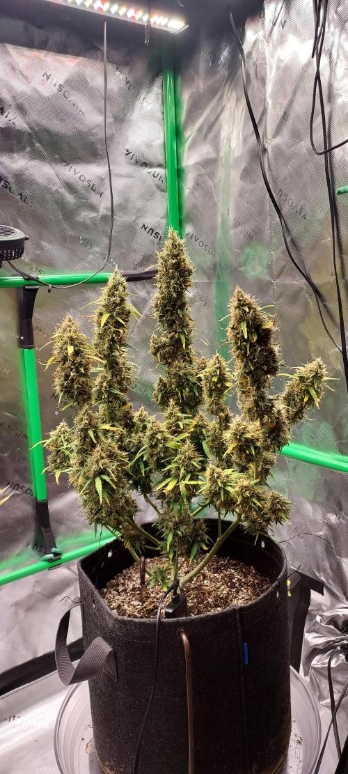 Organic Gorilla Zkittlez Auto. Week 13 - DAY 98 FROM GERMINATED SEED