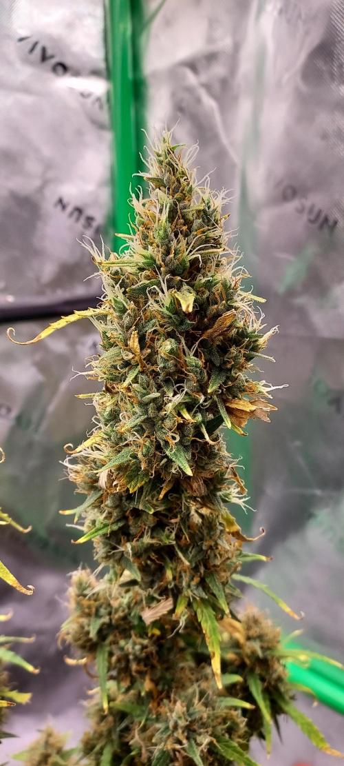 Organic Gorilla Zkittlez Auto. Week 13 - DAY 98 FROM GERMINATED SEED