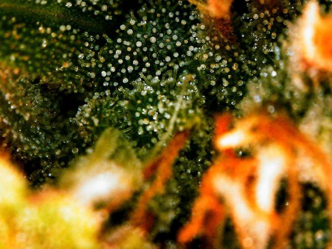 Organic Gorilla Zkittlez Auto. Week 13 - DAY 98 FROM GERMINATED SEED