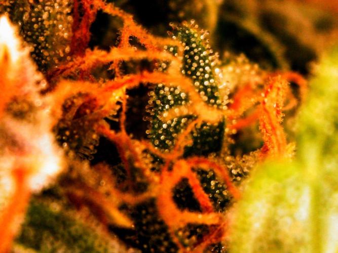 Organic Gorilla Zkittlez Auto. Week 13 - DAY 98 FROM GERMINATED SEED